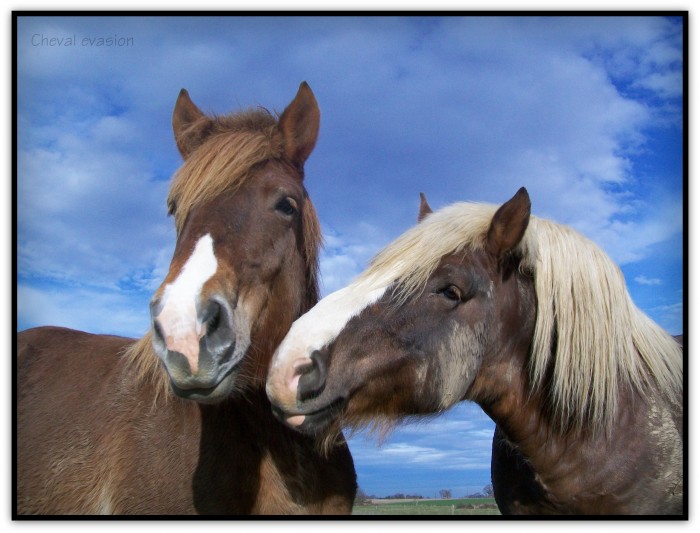 Photo de profil de chevalevasion