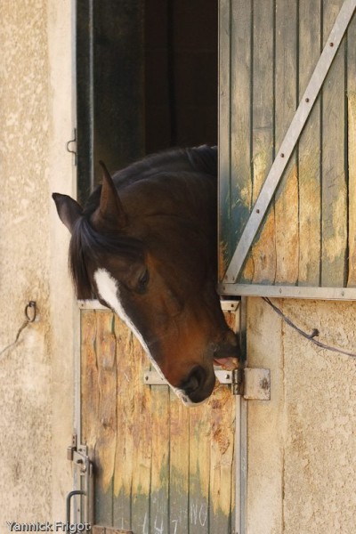 Photo de profil de chevalsud