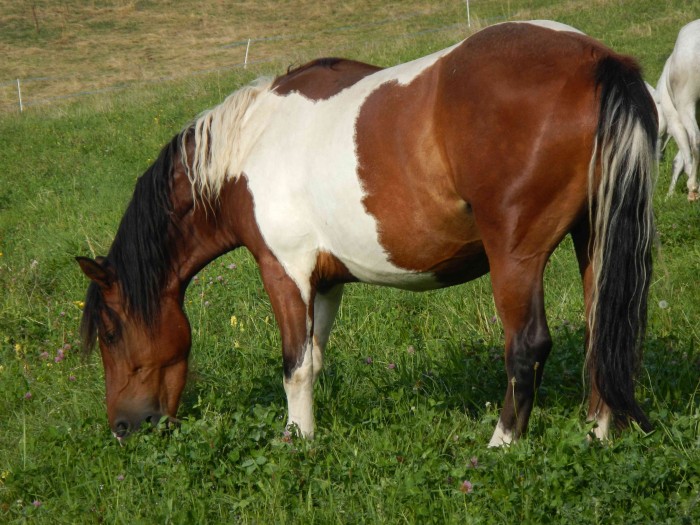 Photo de profil de chrinux