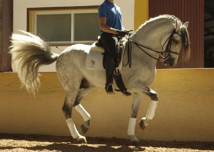 Photo de profil de cjnhorse