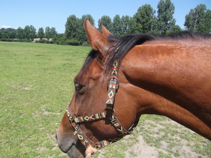 Photo de profil de clastar50