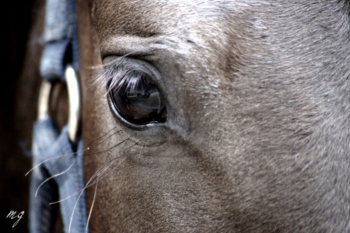 Photo de profil de cynmau