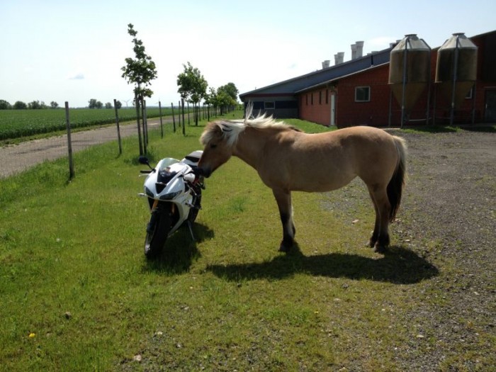 Photo de profil de daytona675