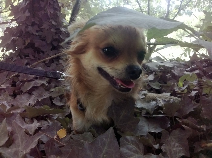 Photo de profil de dextnel