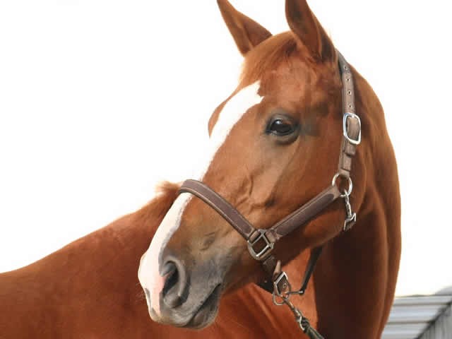 Photo de profil de equi3390
