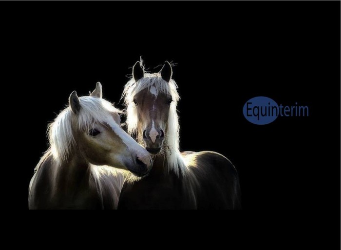 Photo de profil de equinterim2014