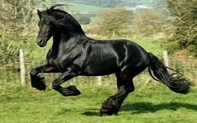 Photo de profil de equitation77