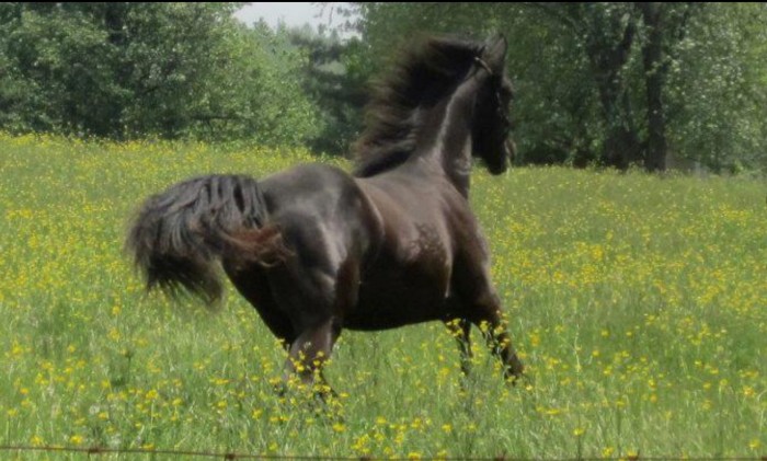 Photo de profil de fringant