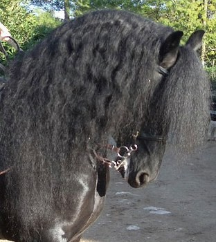 Photo de profil de frisonkilliann