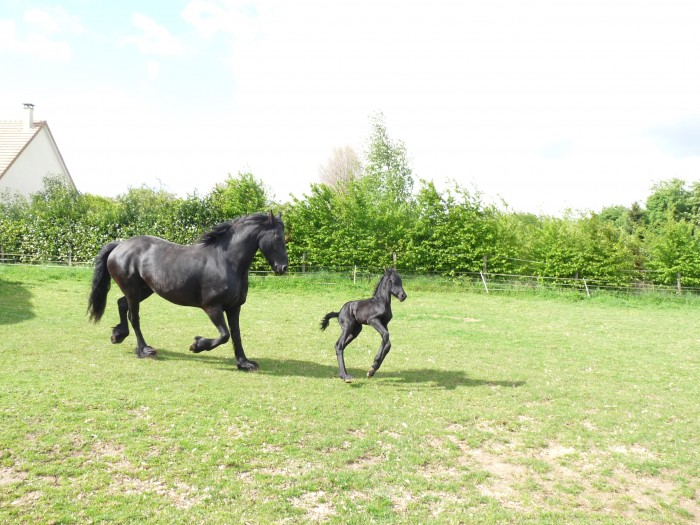 Photo de profil de horsevoyage