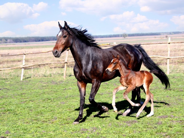 Photo de profil de lovecheval78