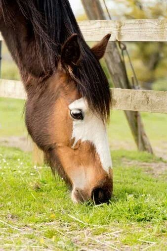 Photo de profil de moccupechevaux