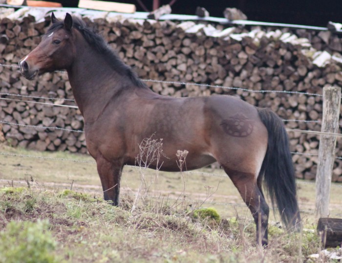 Photo de profil de morgwen52