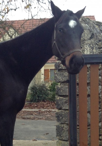 Photo de profil de osarusprincesse