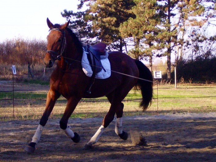 Photo de profil de pakito31