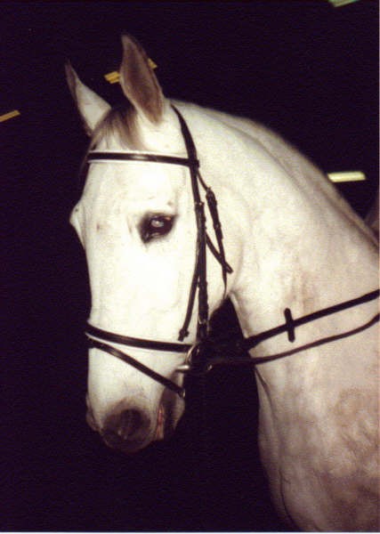 Photo de profil de peleke