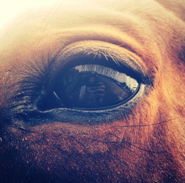 Photo de profil de poneydebain