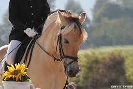 Photo de profil de poneyenguimauve