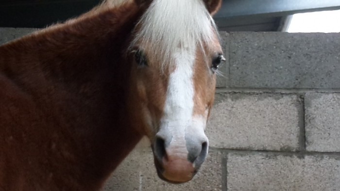 Photo de profil de pouneyshetland