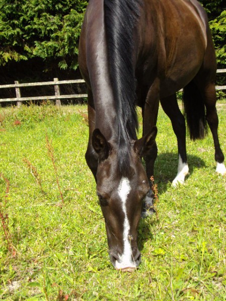 Photo de profil de rougemont