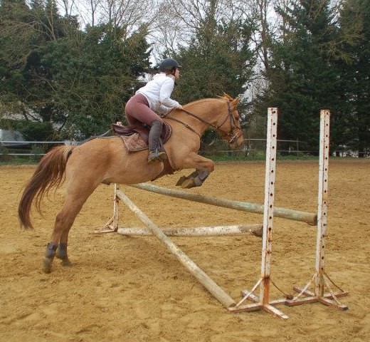 Photo de profil de schamelou