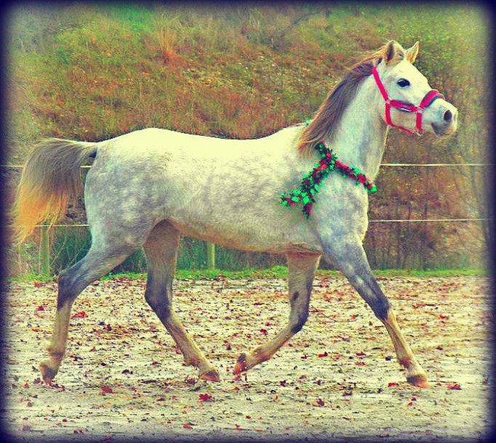 Photo de profil de shaheen