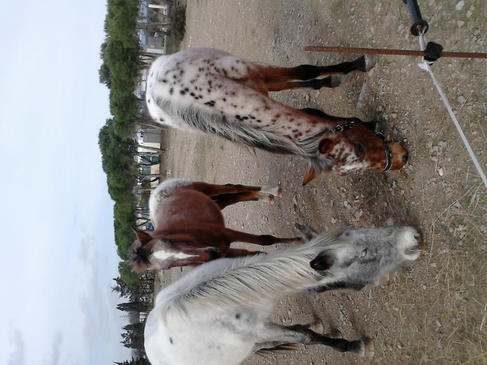 Photo de profil de sibireros