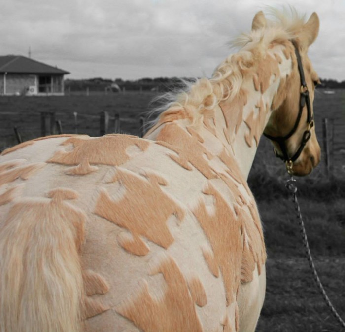 Photo de profil de wonderpony
