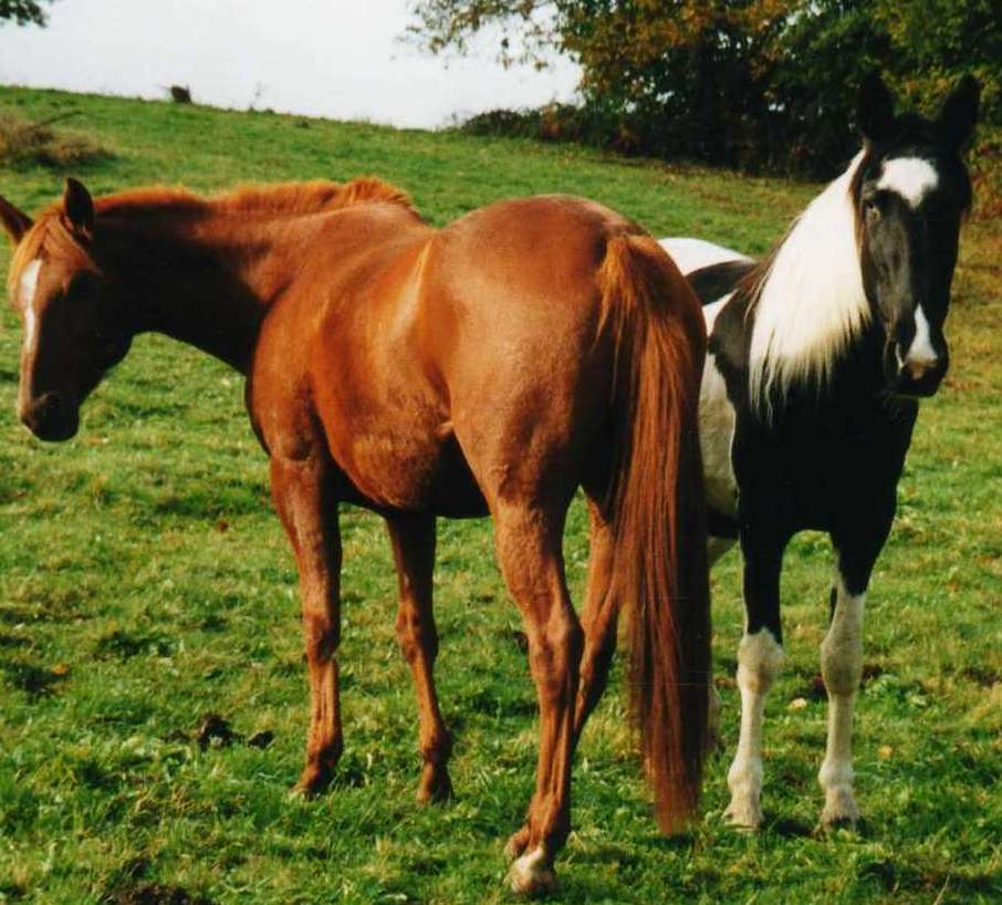 Photo de profil de mazeppa