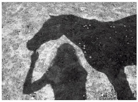 Photo de profil de niebla