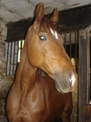 Photo de profil de ophelie