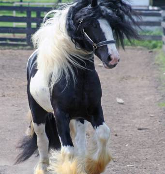 Photo de profil de pacino