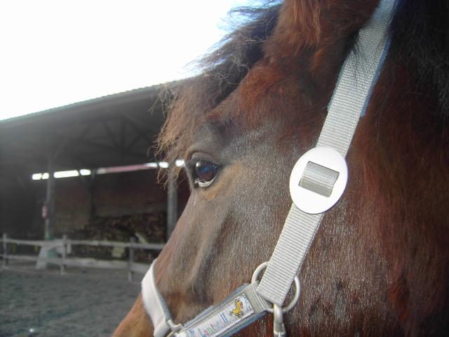 Photo de profil de passionpony
