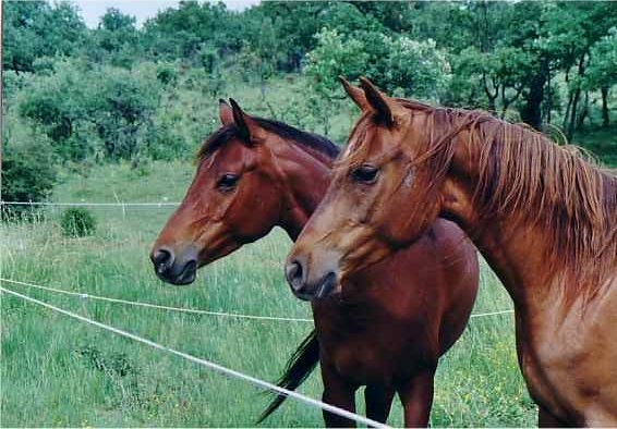 Photo de profil de pelka