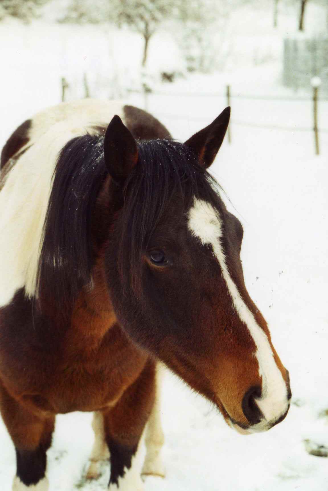 Photo de profil de pitchoun