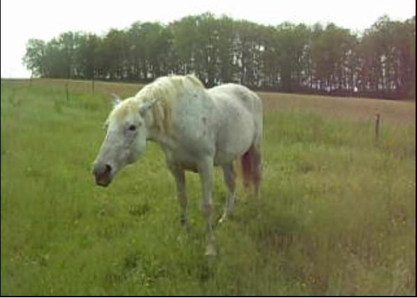 Photo de profil de rinaldo