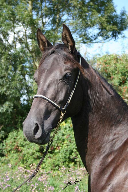 Photo de profil de sinoanarabians