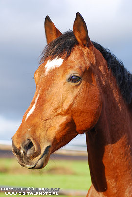 Photo de profil de thvc