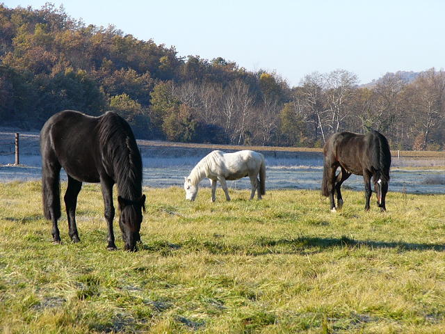Photo de profil de tournesol