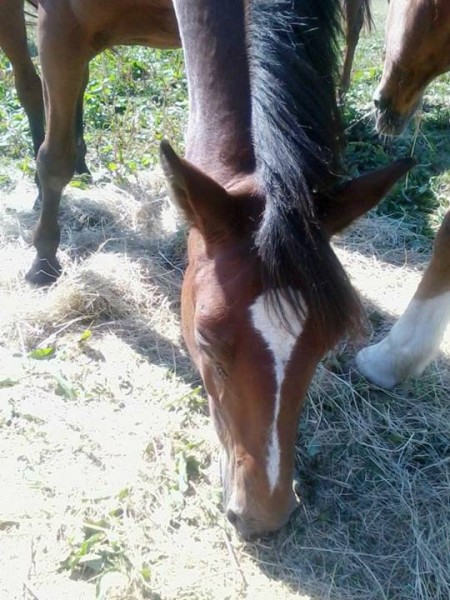 Photo de profil de amanda77