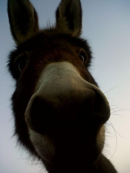 Photo de profil de annabelleoxalis