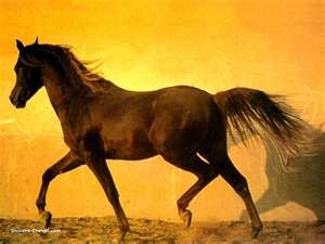 Photo de profil de apache79