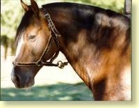 Photo de profil de biiscuiit