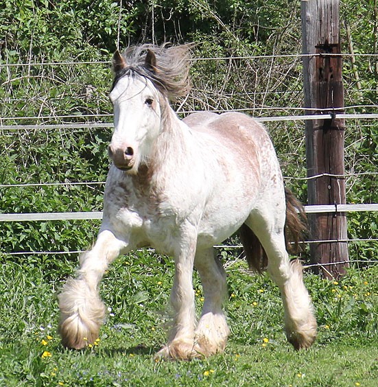 Photo de profil de bourguerelle