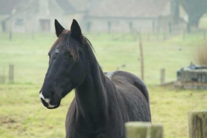 Photo de profil de brossardpauline