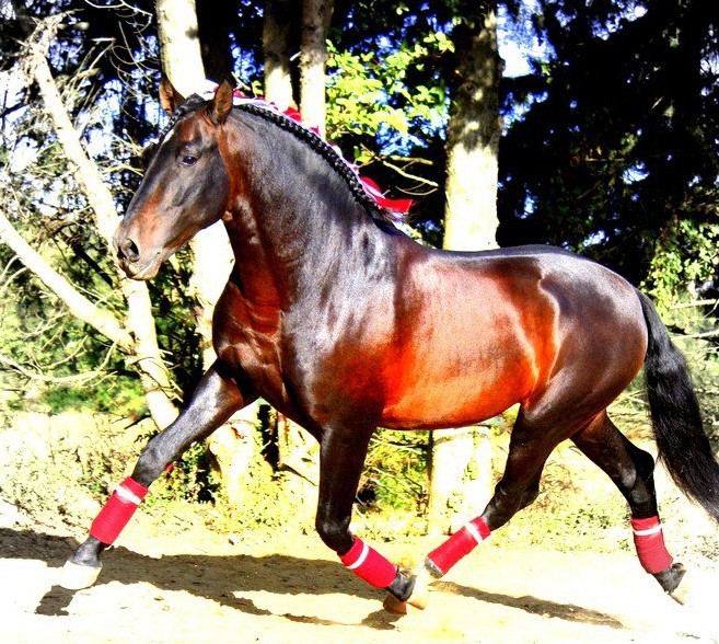 Photo de profil de chamalot62