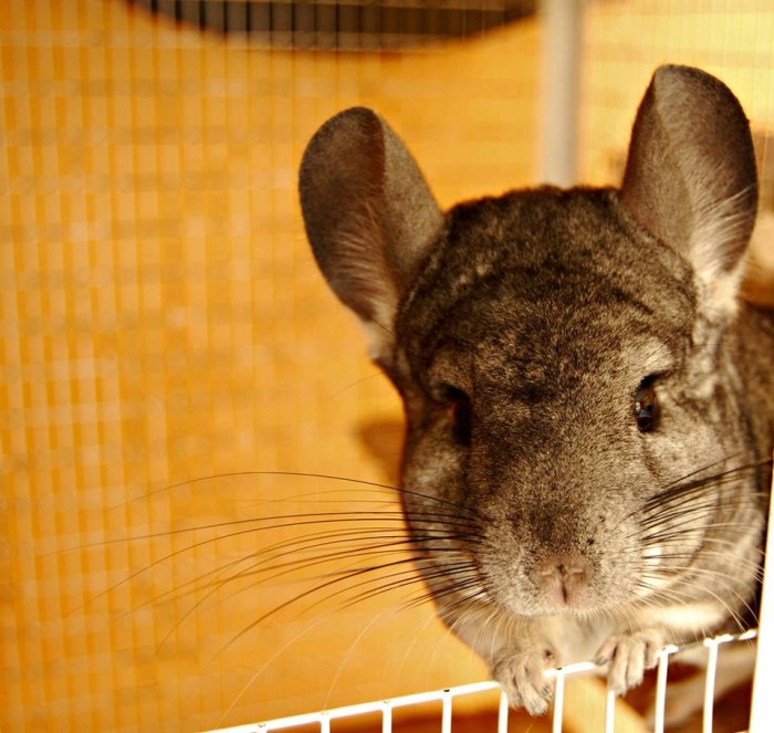 Photo de profil de charlottecgt