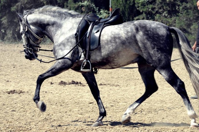 Photo de profil de chevalcade