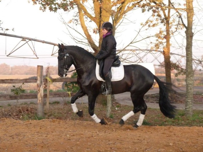 Photo de profil de chevaldiffusion