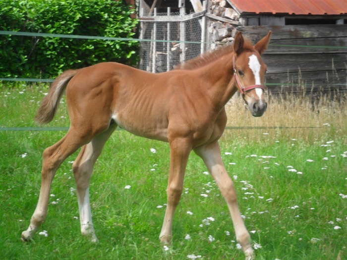 Photo de profil de chevaux01